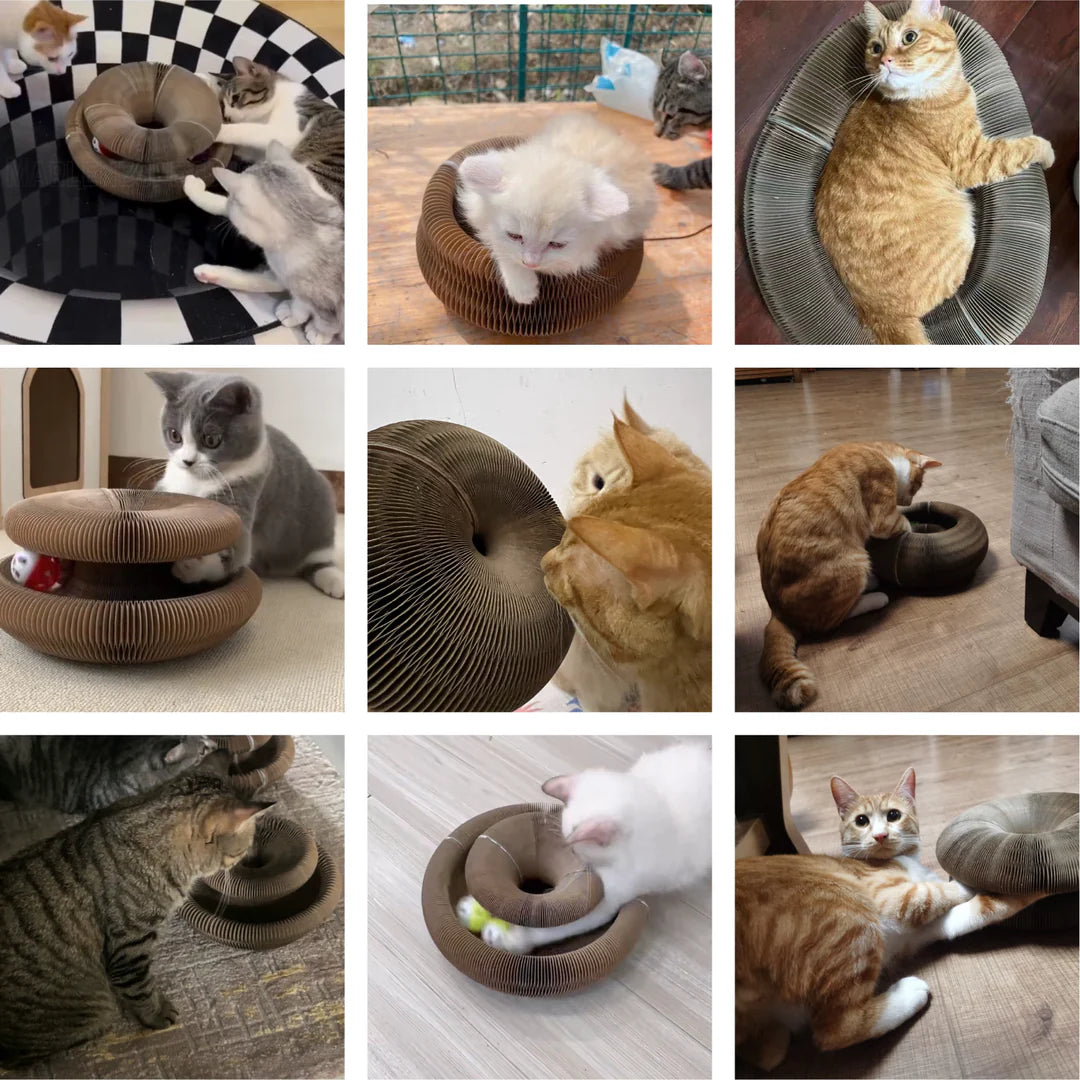 6. Cat parents can't stop talking about it