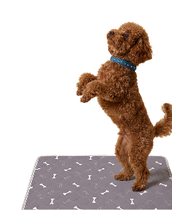 Dog Image