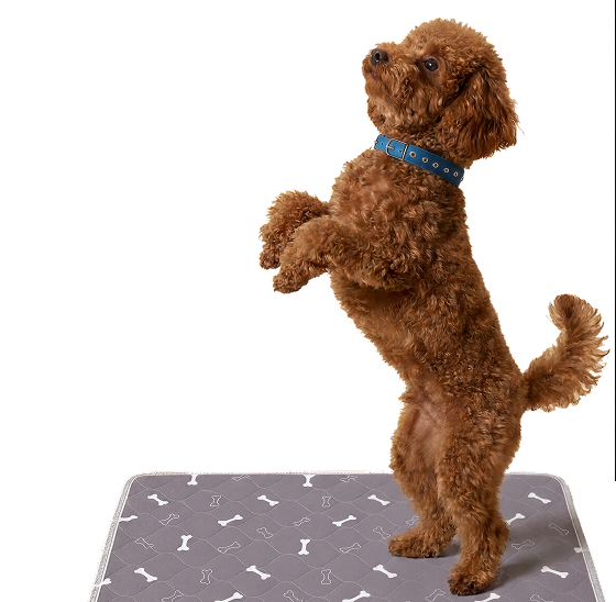 Dog Image